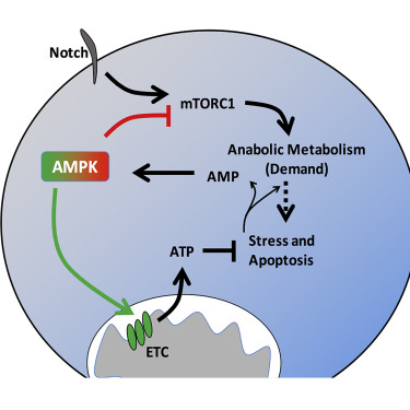 Cell Metab:研究人员找到白血病